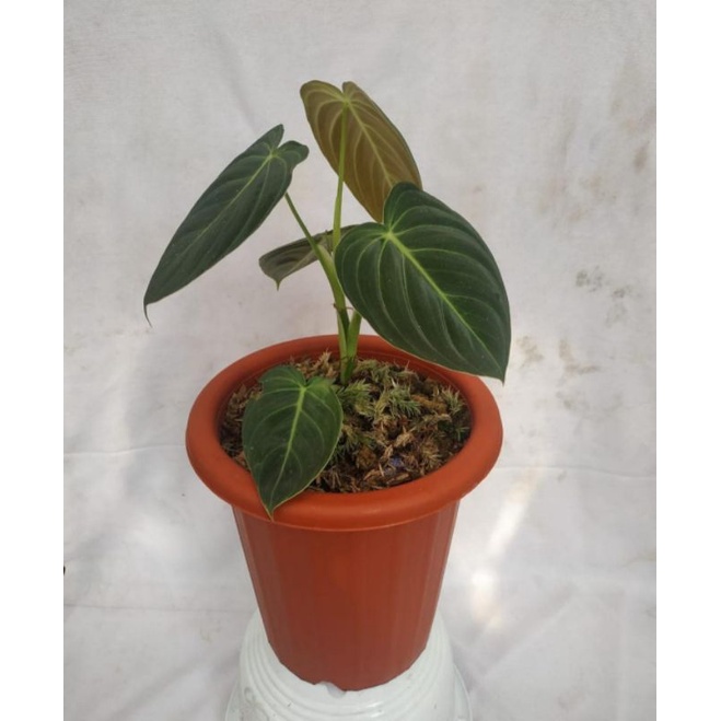 philodendron melanochrysum / Melano remaja