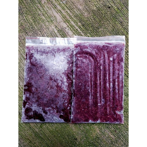 cacing beku lempeng 1kg 4 lempeng makanan ikan discus cupang dll pakan ikan cacing beku merah lempen