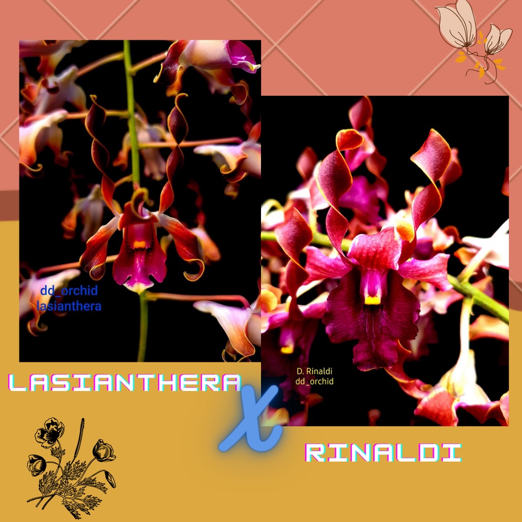 NEW DD ORCHID REMAJA ANGGREK DENDROBIUM LASIANTHERA X RINALDI