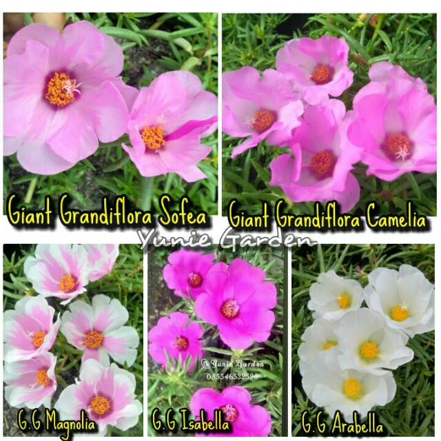 KROKOT GIANT GRANDIFLORA