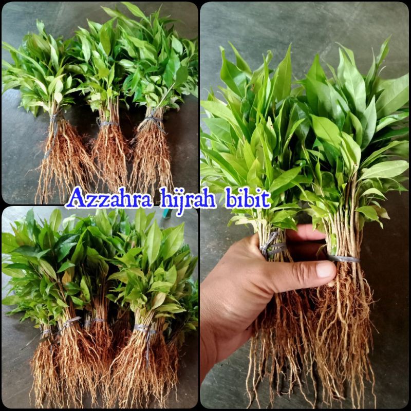 bibit tanaman gaharu Aquilaria malaccensis cabutan 100 cabutan