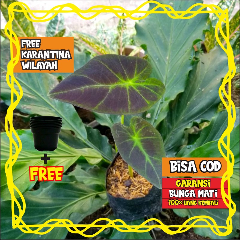 TANAMAN BUNGA HIAS KELADI HITAM HIDUP SEGAR HIASAN RUMAH AKSESORIS RUMAH HIASAN DINDING MURAH T37