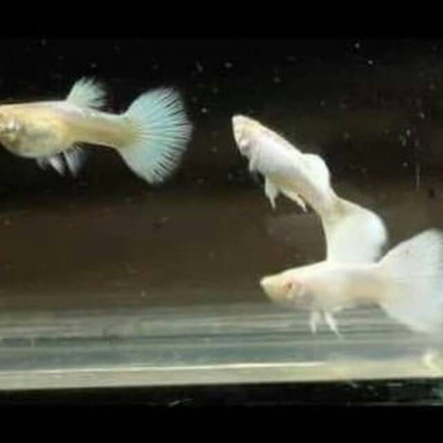 

Ikan Guppy albino platinum