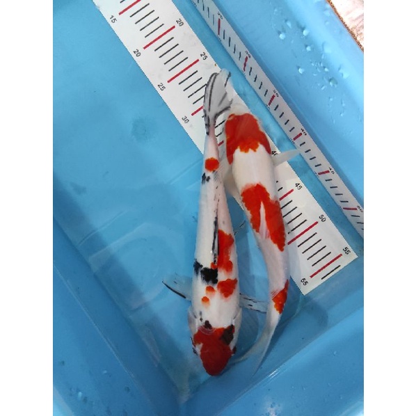 Ikan Koi Kohaku Sanke 35CM Blitar