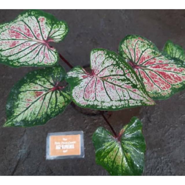 Bibit Caladium Anoman Obong