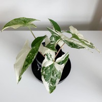 Syngonium Varigata Putih/ syngonium / singonium / syngonium pink / singonium pink / singonium pink s