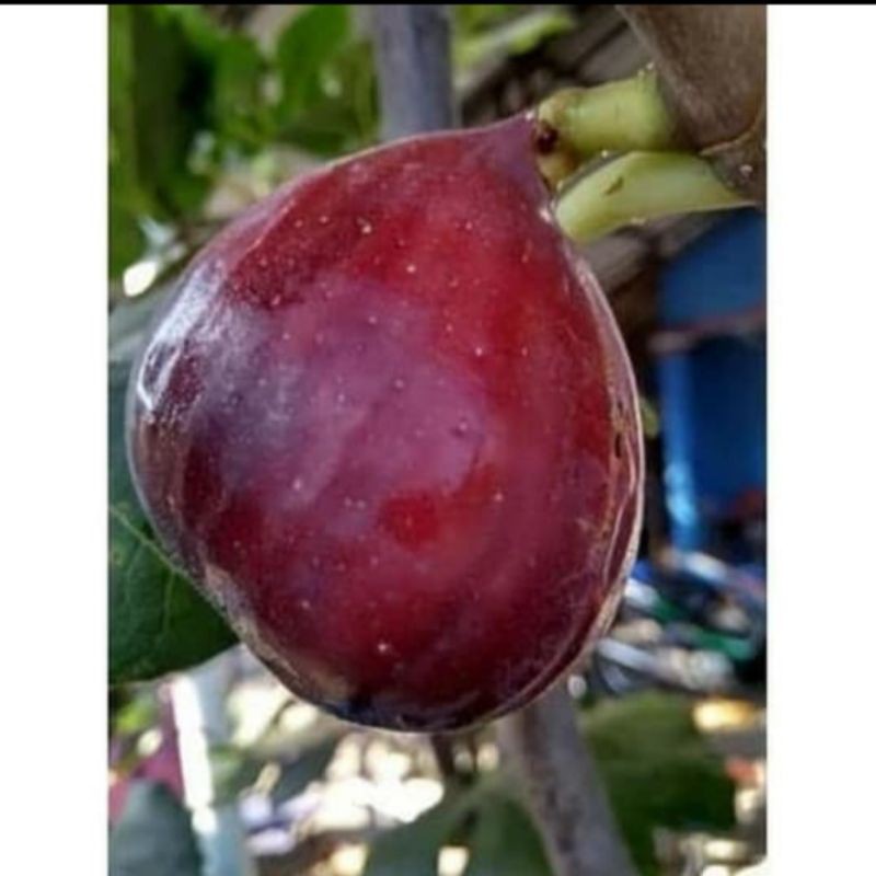 bibit buah tin merah jumbo