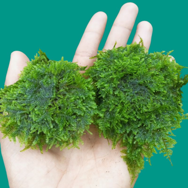 mini christmas moss aquascape media wabikusa