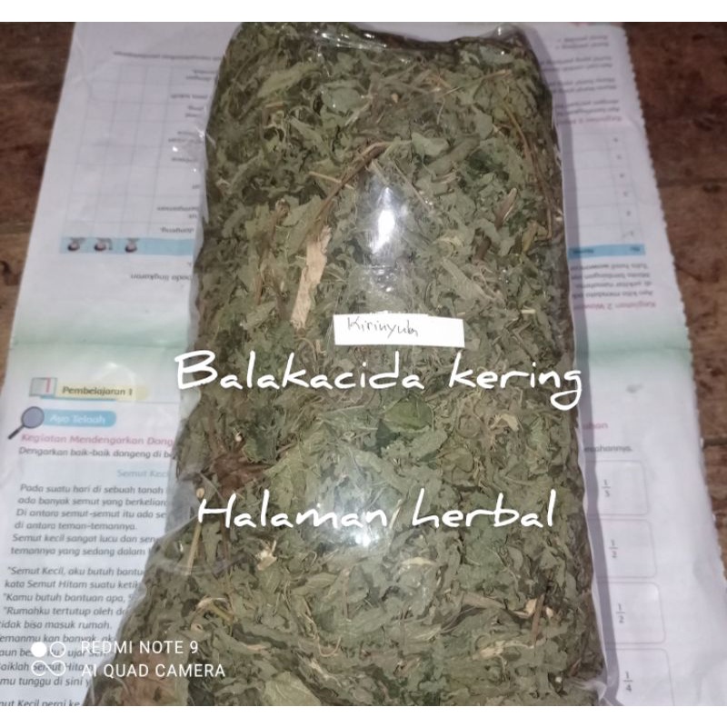 

daun balakacida /kirinyuh kering/0,5 gram
