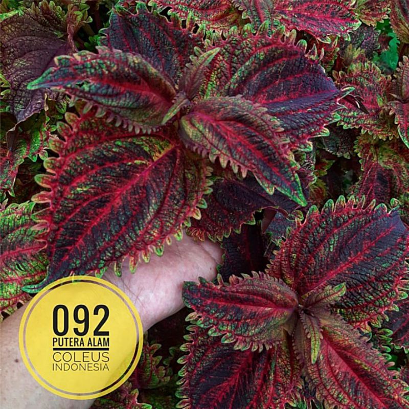 Miana id Rama/Miana premium/Miana langka/