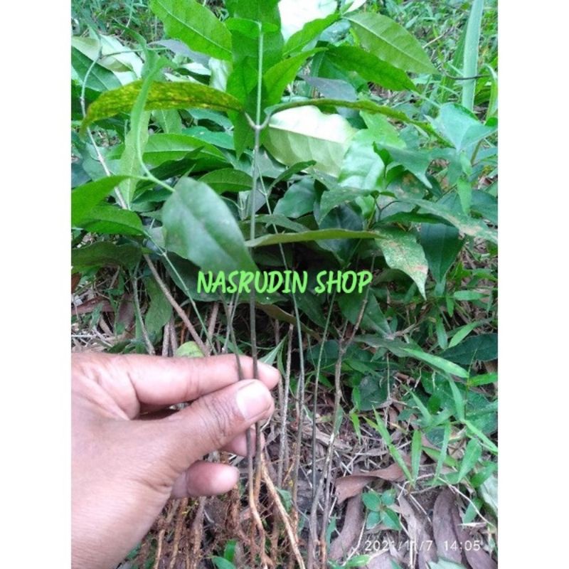 

[Fresh] BIBIT MELINJO 20 POHON / BIBIT BUAH MELINJO / BIBIT MLINJO DARI BIJI MELINJO / MALINJO