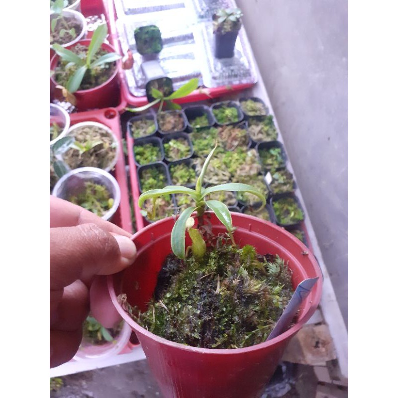 nepenthes specta