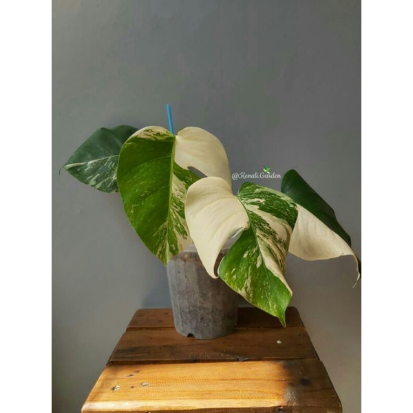 Monstera Albo Variegata