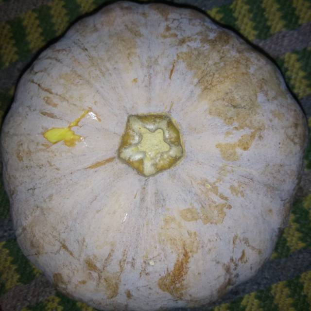 

Labu kuning / waluh kuning / kolak biji salak