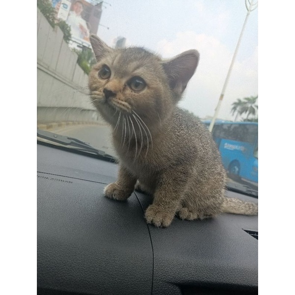 kucing British shorthair golden