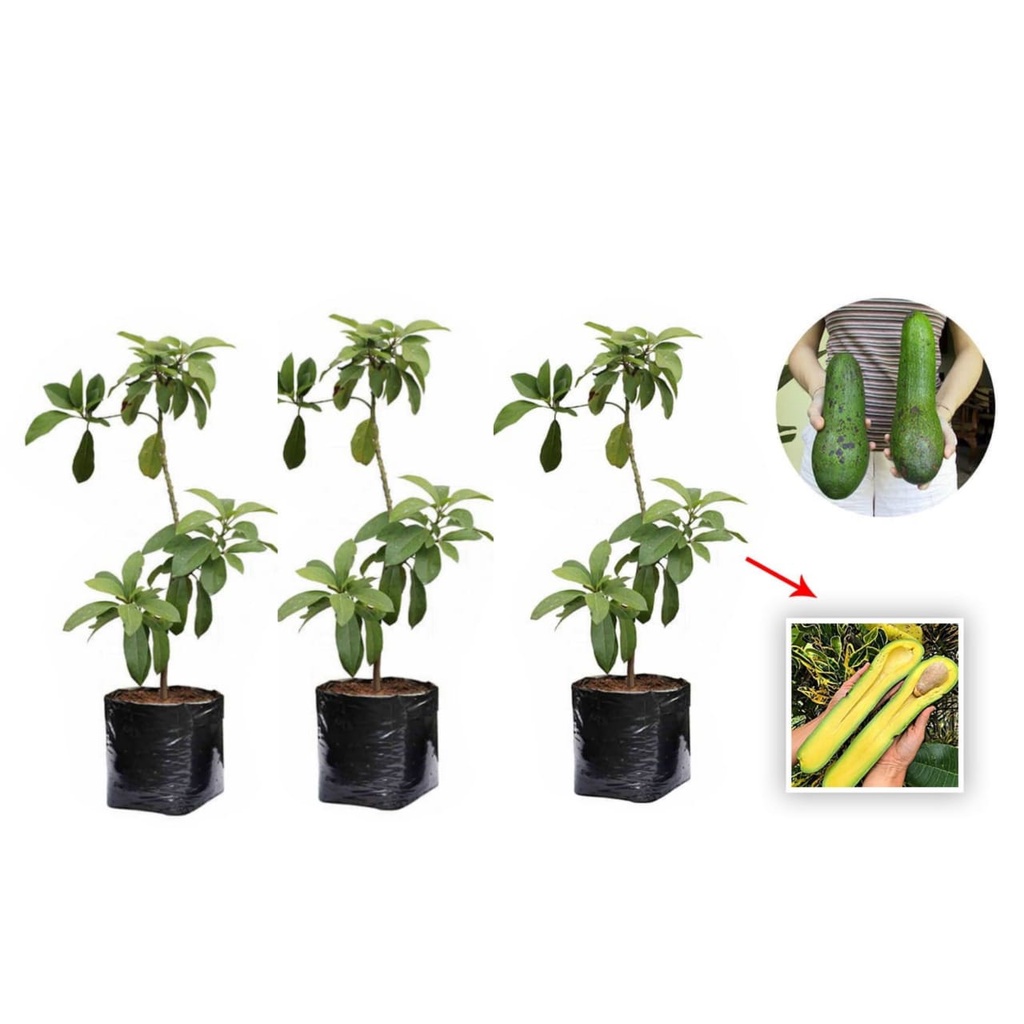3 bibit alpukat aligator + 2 bibit sirsak madu