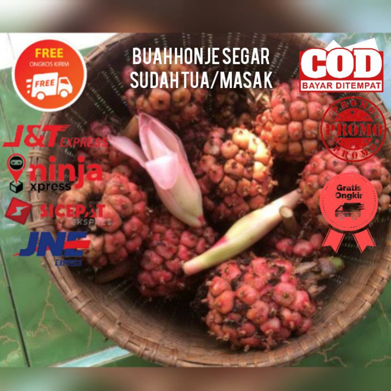 

Buah Kecombrang atau Honje Segar Sudah Matang Terbaik 1kg
