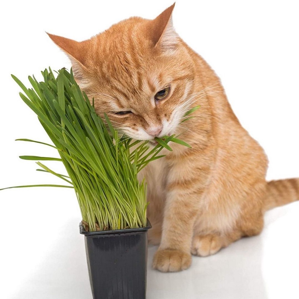 Cat Grass 25Gram - Benih Rumput Kucing Wheat Grass Sades gras Cat Gras FEZONE