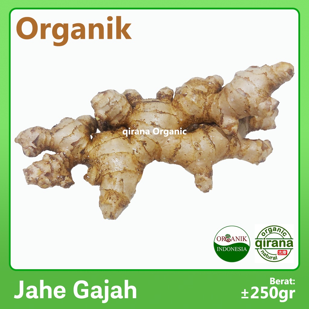 

JAHE GAJAH Organic /Pack (~250g)
