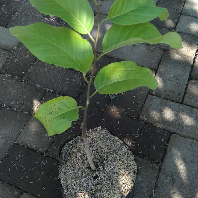 Bibit Tanaman Buah Srikaya Jumbo Pky