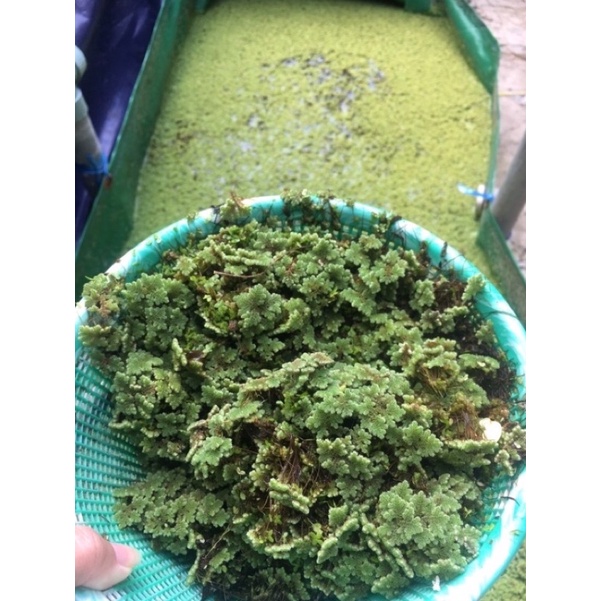 Azolla microphylla Bibit pakan alternatif