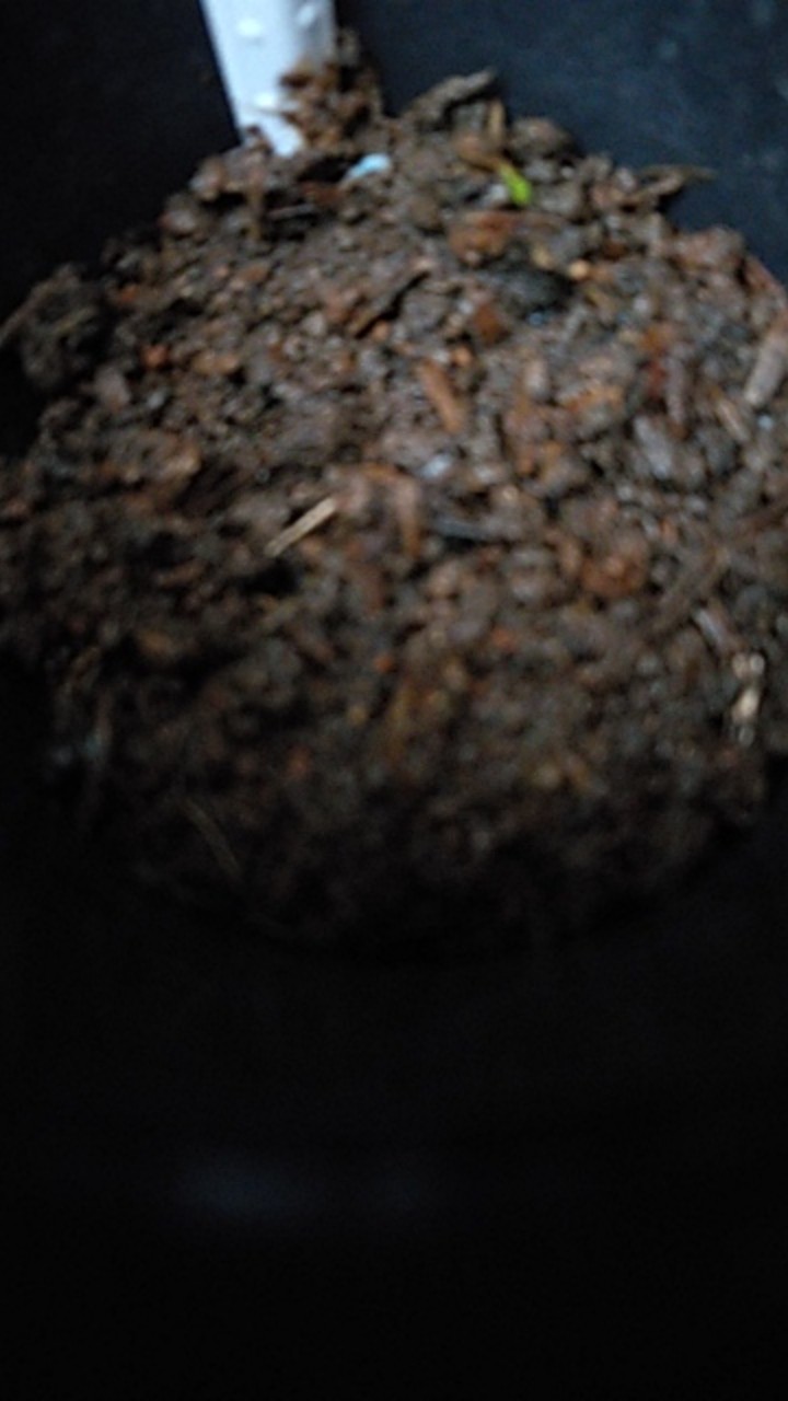 Biji Pacar Air Marun