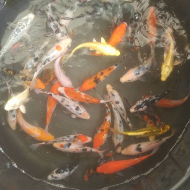 Koi mix Sukabumi size 11-12 cm