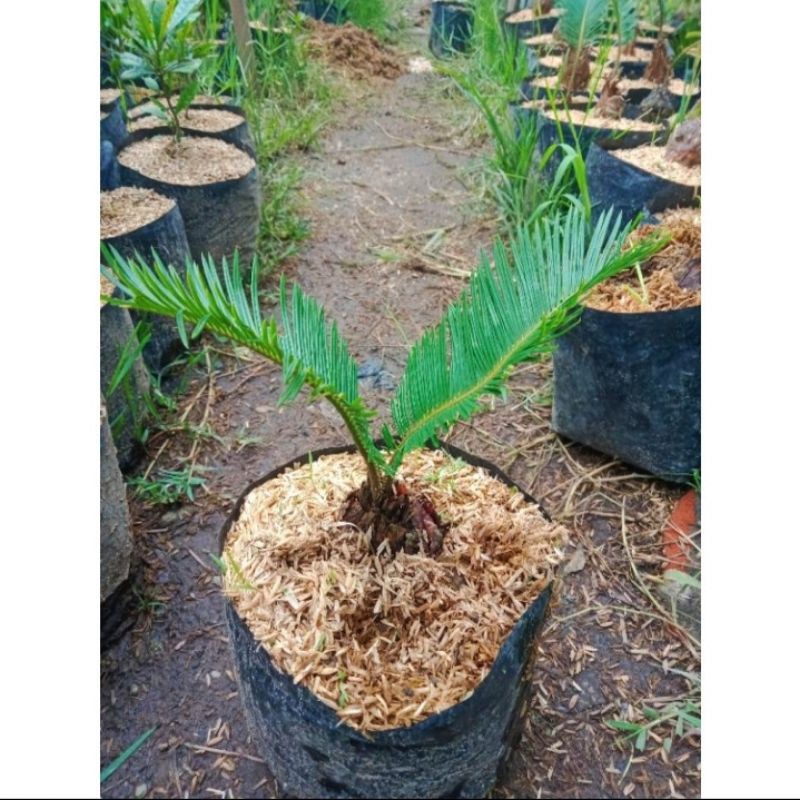 Tanaman mawar sikas/mawar jambe