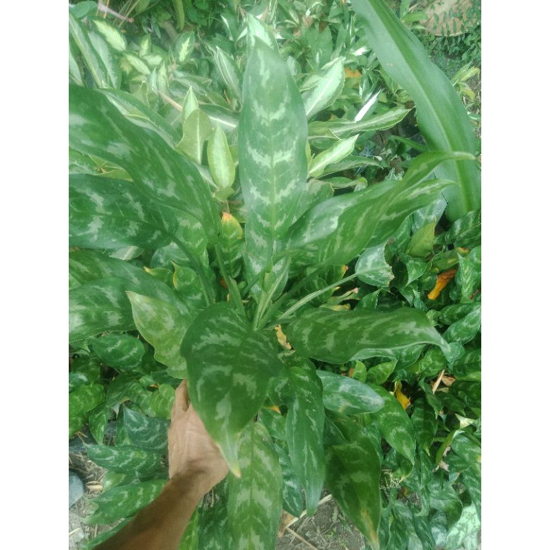 Dieffenbachia; tanaman hias bunga aglonema sri rejeki