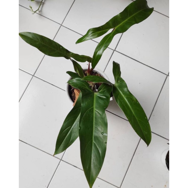 tanaman hias philodendron mexicanum 4-6 daun philodendron mexicanum