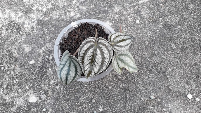 Peperomia Napolly Night•|•tanaman Hias Peperomia