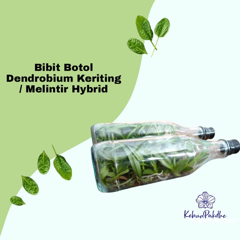 Anggrek Dendrobium Hybrid keriting Bibit Botol