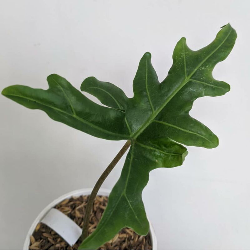 ALOKASIA PORTEII / Alocasia porteii