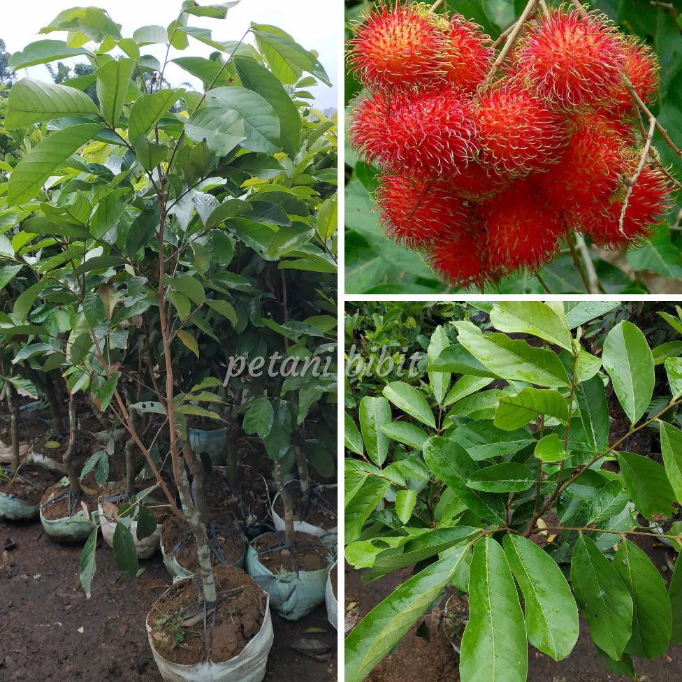 Diskon Bibit Rambutan Rapiah Siap Buah *_@