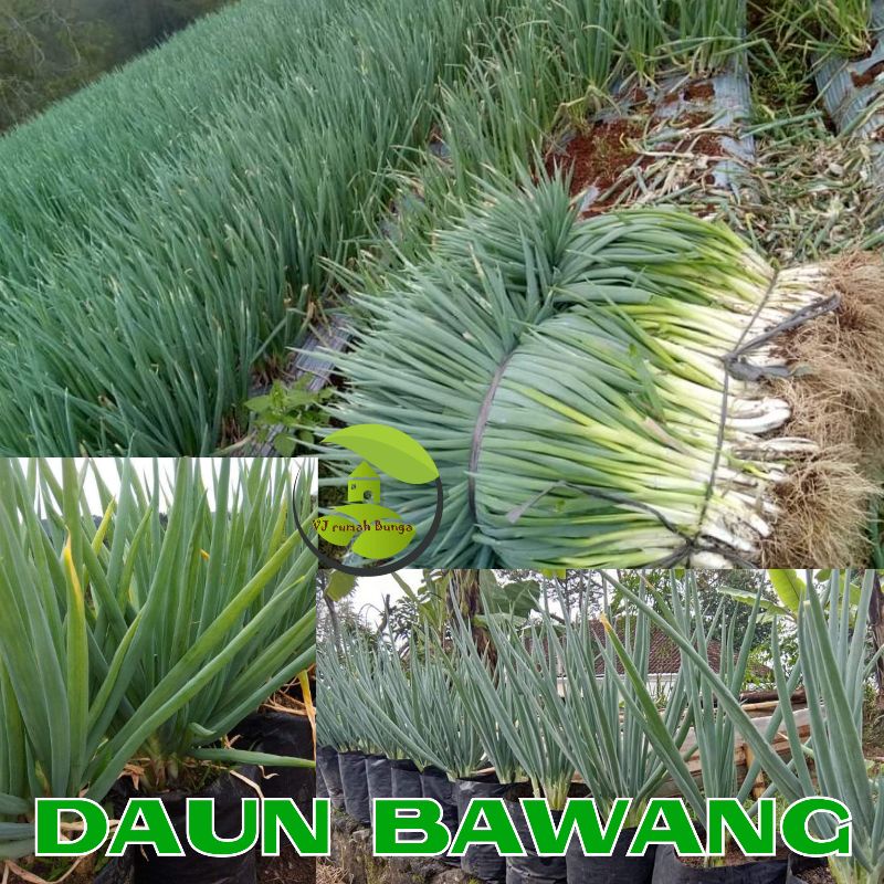 25 Biji - Benih Daun Bawang Fragrant Unggul - Benih Biji Daun Bawang Kucai