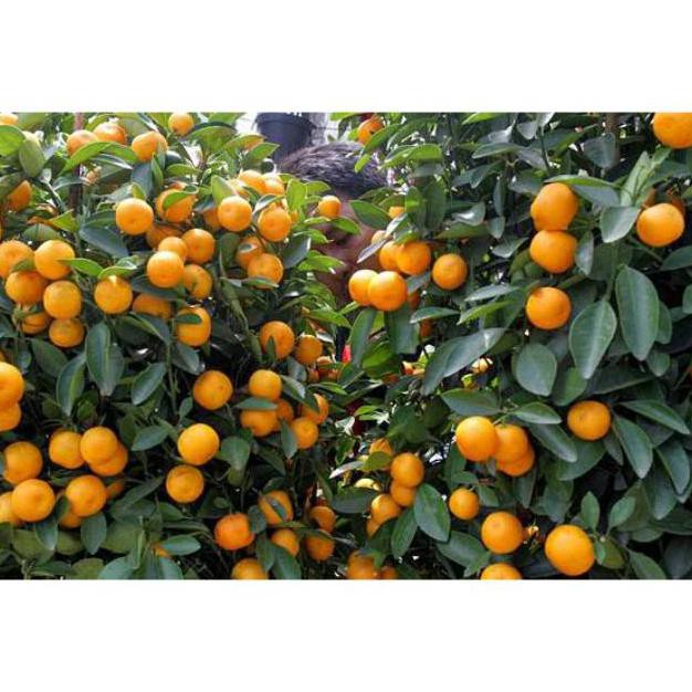 bibit tanaman buah jeruk kimkit super