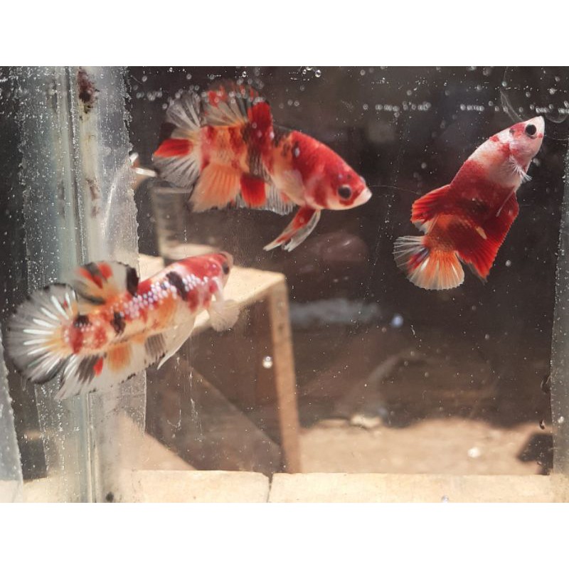 Ikan cupang plakat bahan koi/nemo/multicolor