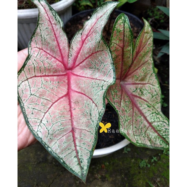 keladi red bone/ caladium redbone