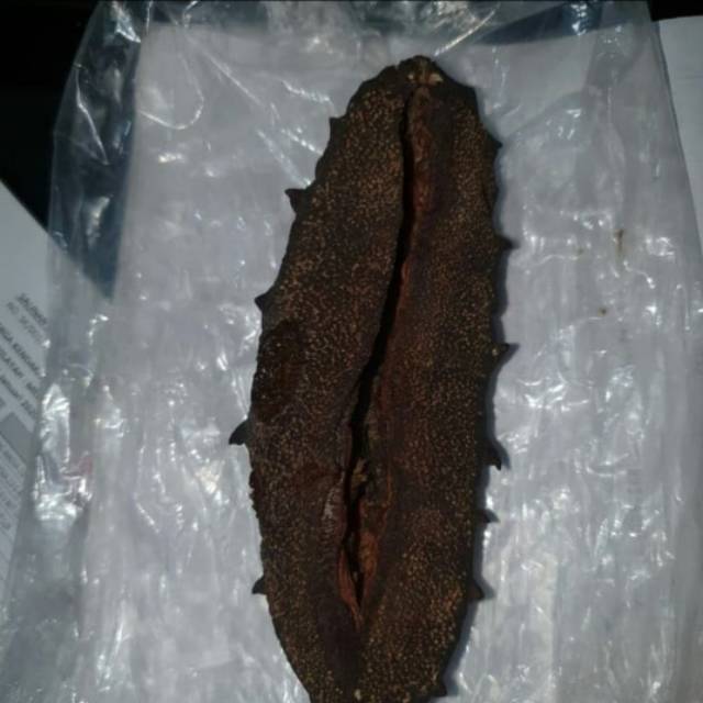 Teripang duri asap kualitas bagus