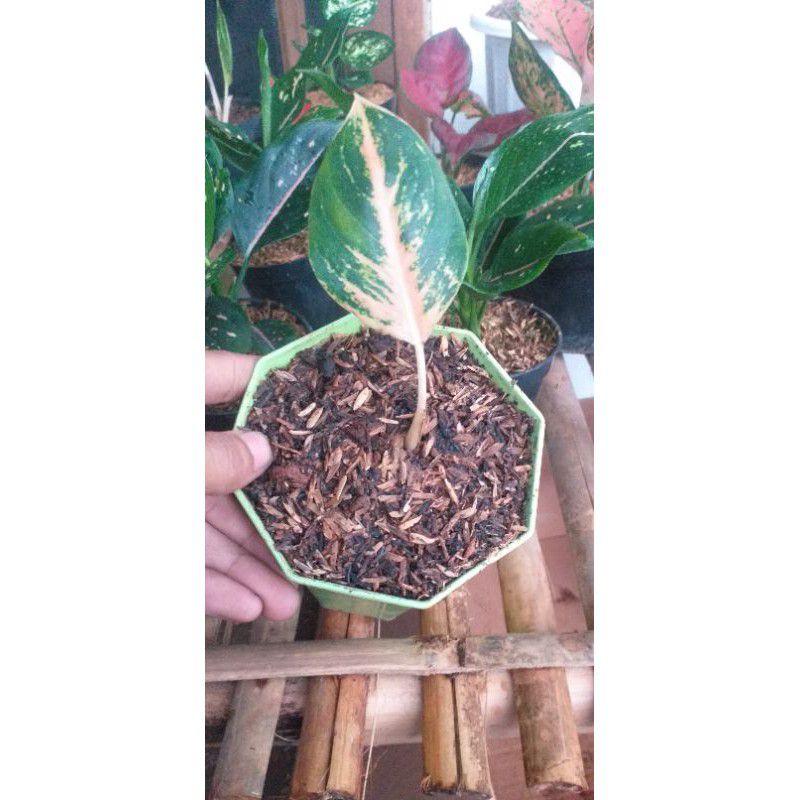 baby aglonema sunset pink - aglonema baby