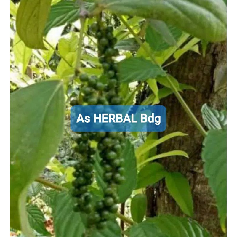 

Buah Lada Hutan atau Lada liar Segar 500 gram-az