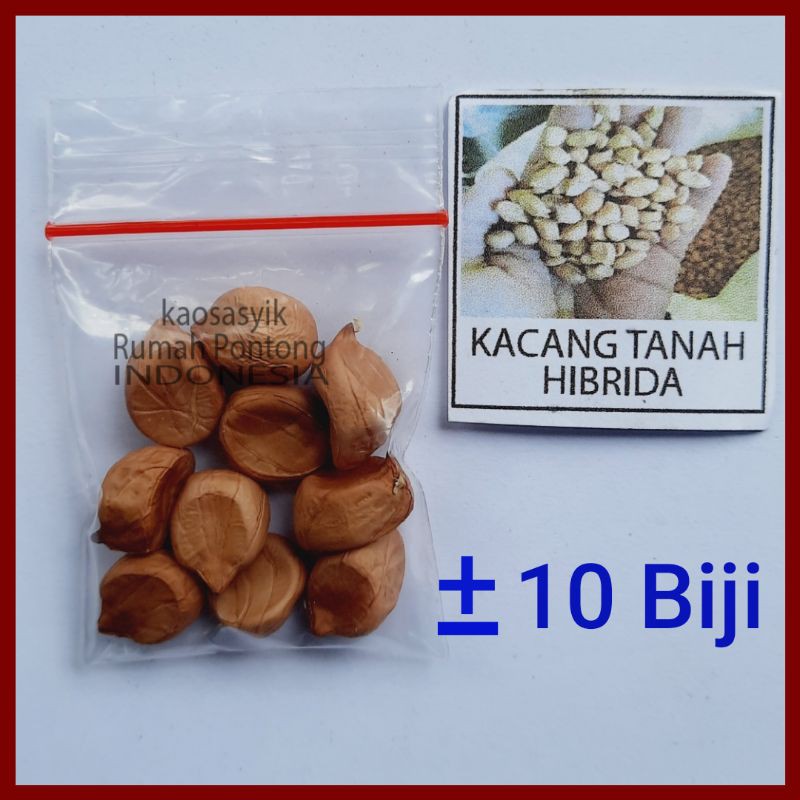 BENIH KACANG / KACANG HIJAU, KAPRI, MERAH, TANAH, KECIPIR, KEDELAI, TOLO/LANDES-10 Kcng Tanah Hibrid