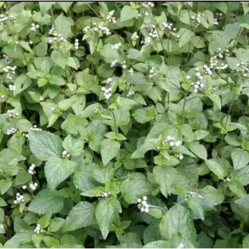 

DAUN BADOTAN/BABADOTAN ORGANIK SEGAR 300gr