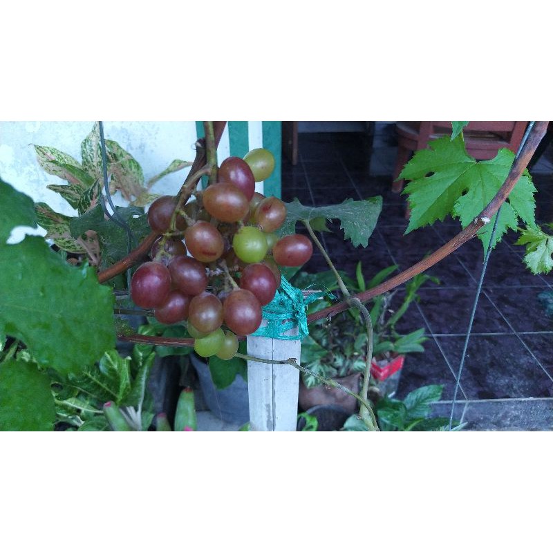 cutting anggur ninel dixon trans gozv cutting ukuran random