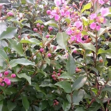 bibit bunga sakura mini