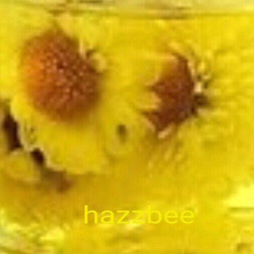 

Hazzbee #Baby Bunga Krisan Kering Teh Bunga Chrysanthemum Untuk Meredakan Panas Dalam