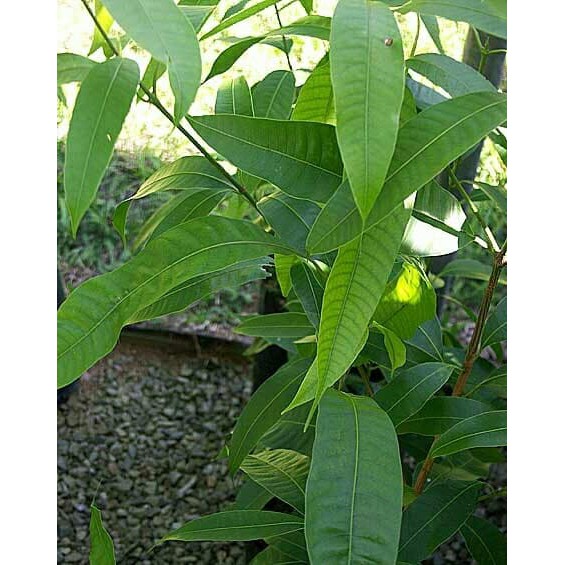 Bibit Tanaman Buah Gandaria Cepat Berbuah - Bibit Buah