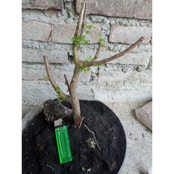 bahan bonsai ileng ileng