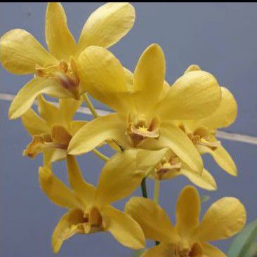 ANGGREK DENDRO SURE GOLD SEDLING