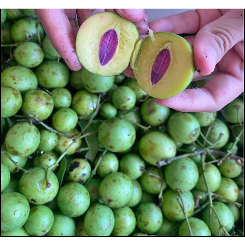 

1kg/500gr Buah Gandaria/Ramania/Jatake